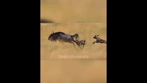 Hunting wild dogs#