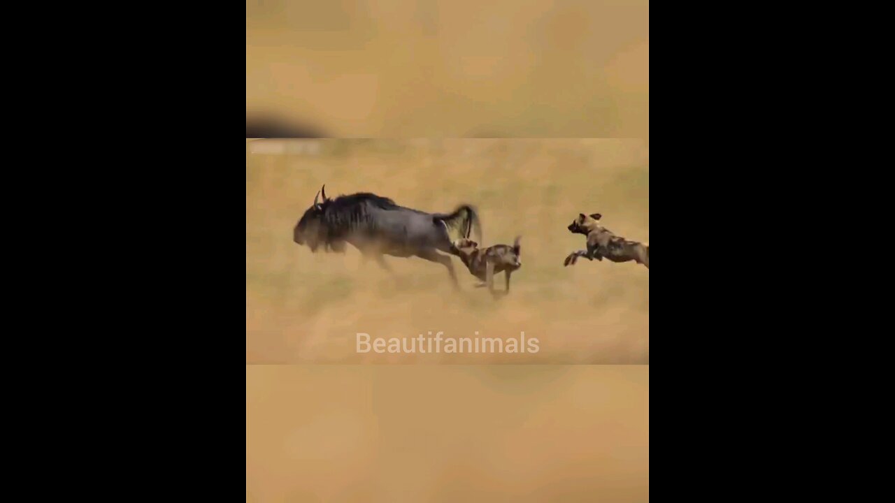 Hunting wild dogs#
