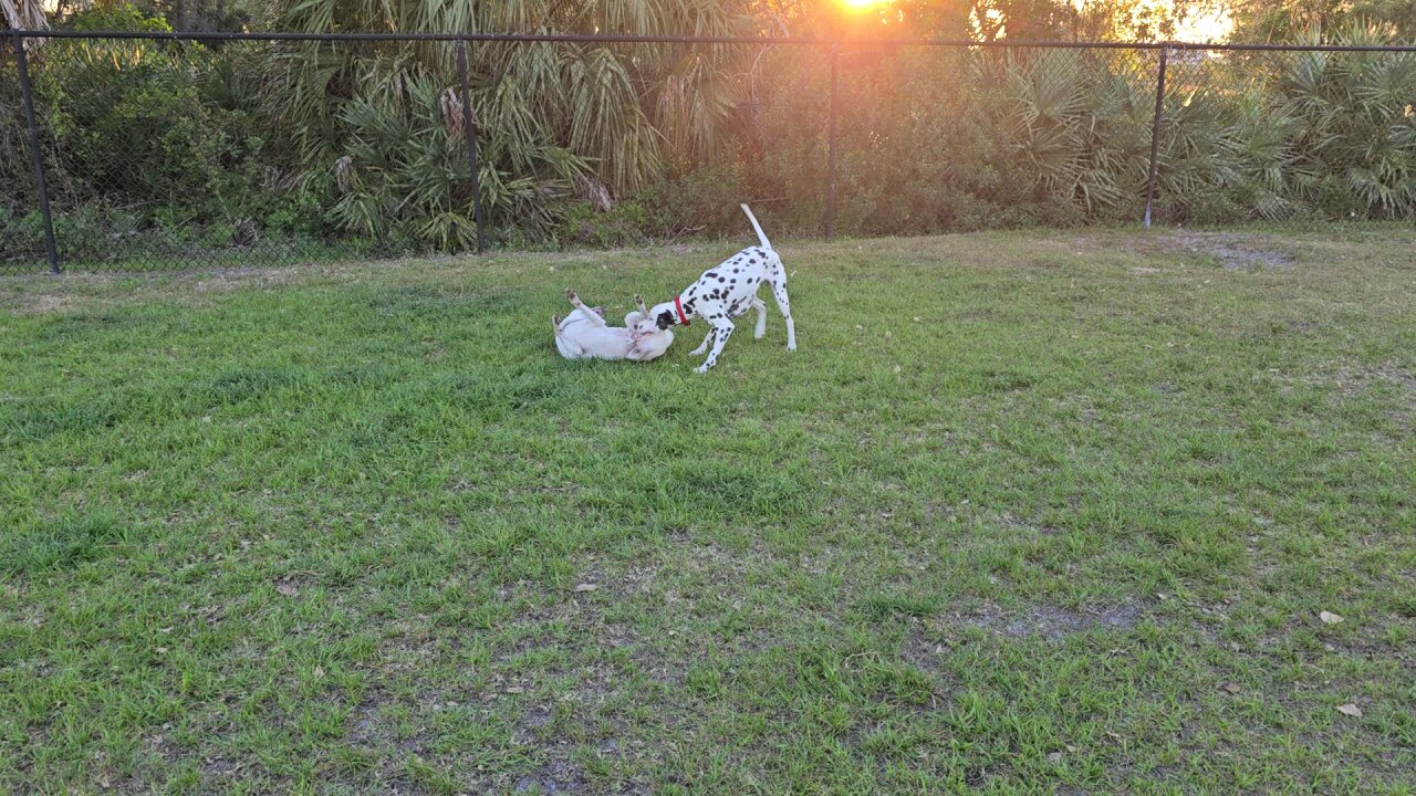 Luna: Great Fun