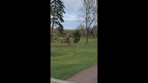 Fox harbour deer