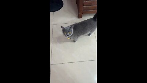 my cute cat