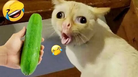 Funniest Cats and Dogs Videos 2025😼🐶Try Not To Laugh😜