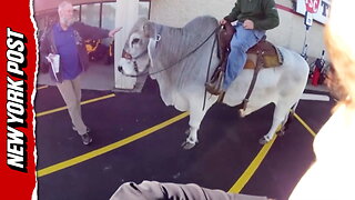 Rodeo bull spotted outside parking lot