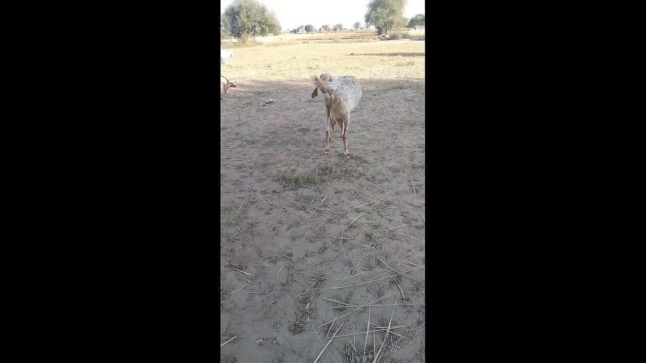 goat for sale Pakistani makhi cheni