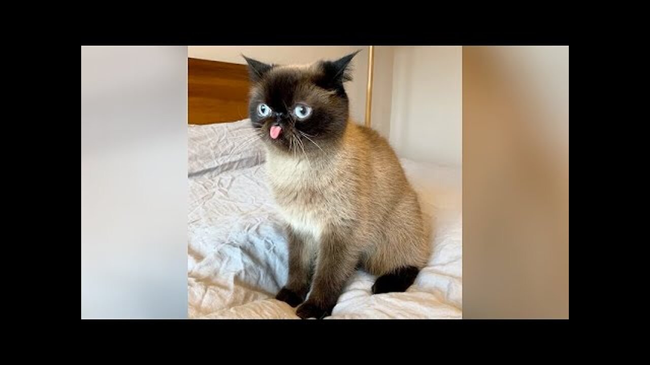 CATS acting like DOGS or the FUNNIEST thing you'll see today!