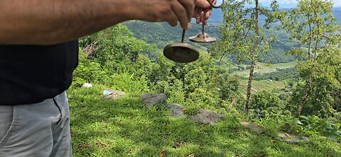 himalayan tingas