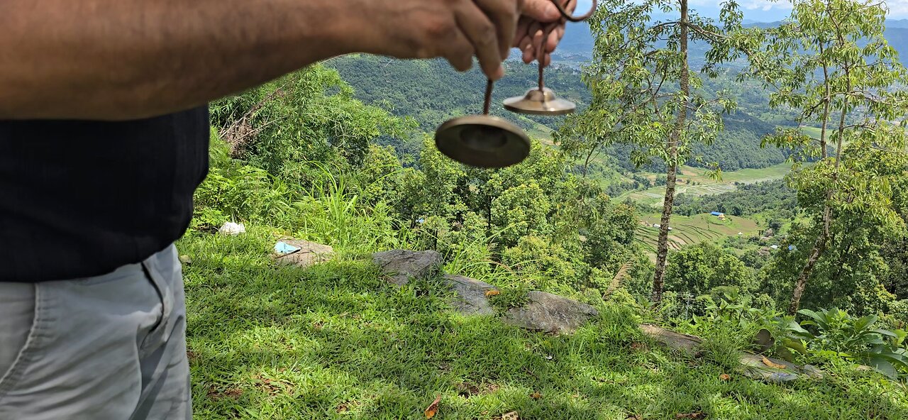 himalayan tingas