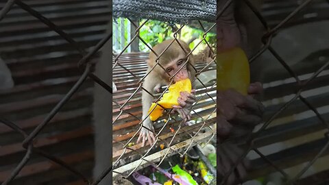 Caring for an Abandoned Monkey, the Mysterious Behaviors of Monkeys #15