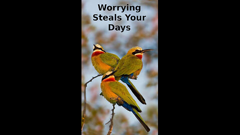 Laci 👣 541 ~ Worrying Steals Your Days