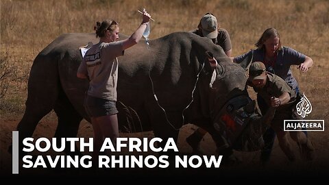 Radioactive rhinos: Nuclear material injected to stop horn smuggling