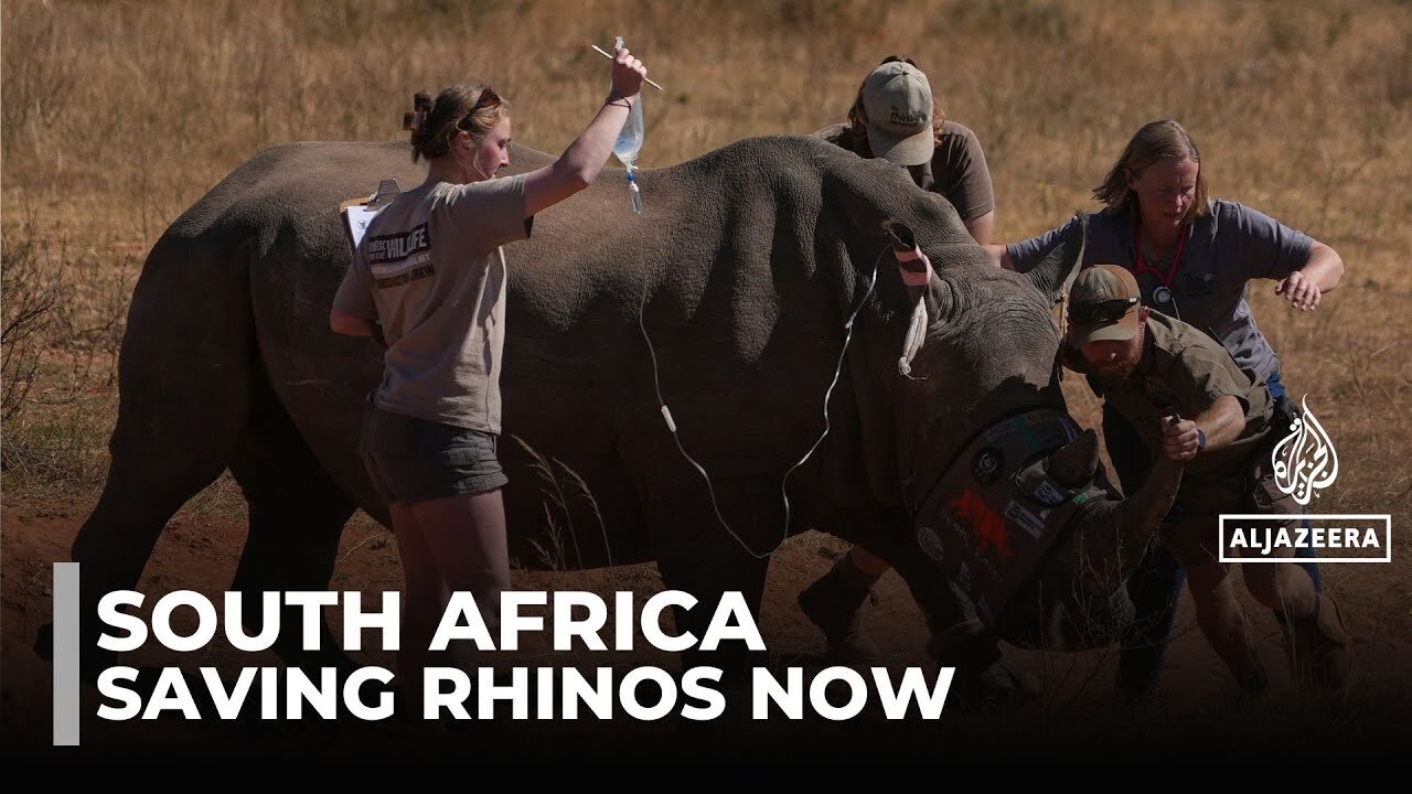 Radioactive rhinos: Nuclear material injected to stop horn smuggling