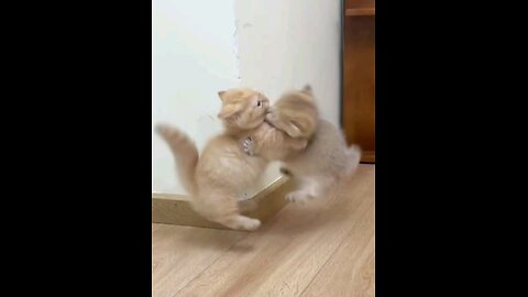 Cute Kitten