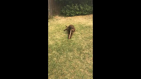 Dacker Chewing On A Stick