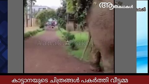 രാവിലെ മേയാൻ വിട്ട കാട്ടാന ഉച്ചയ്ക്ക് വീട്ടിൽ തിരികെ വന്നതാ 😊 _ Wild elephant entered village