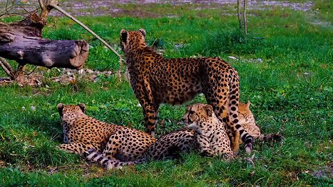 This is Cheetah 🐆