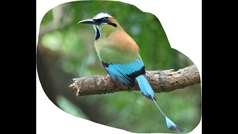 Tel le colibri il a fait de l’impossible un possible en ne faisant que sa part de taff ?