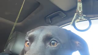 🤣🍦 His First Pup Cup Reaction is Priceless! | FunFM