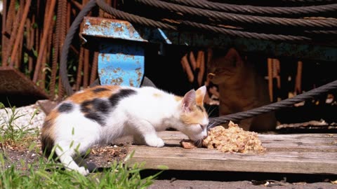 Homeless little kitten eating