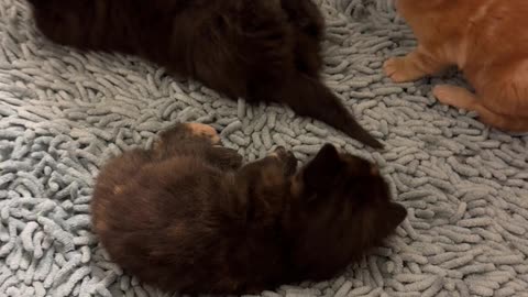 Clumsy Kittens Kick In Lower Case