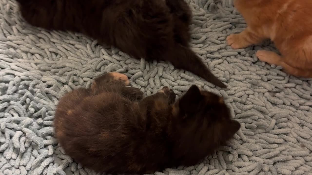 Clumsy Kittens Kick In Lower Case