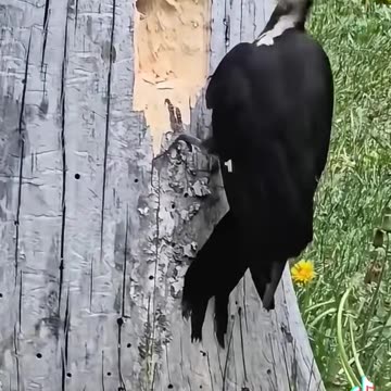 Pica Pau quebrando o tronco de Arvore