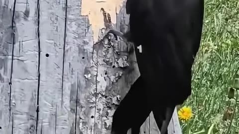 Pica Pau quebrando o tronco de Arvore