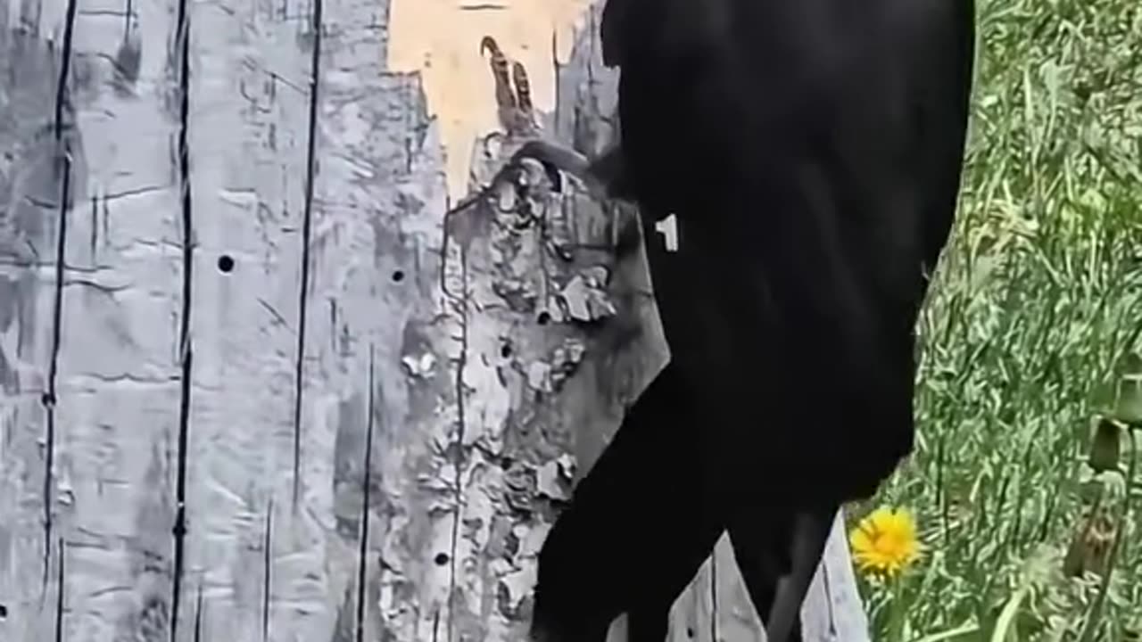 Pica Pau quebrando o tronco de Arvore