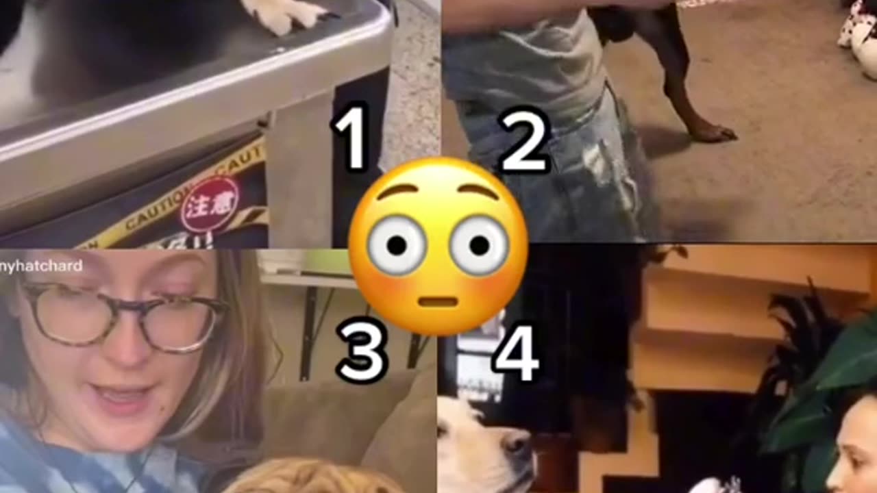 Dogs reaction clipping nails
