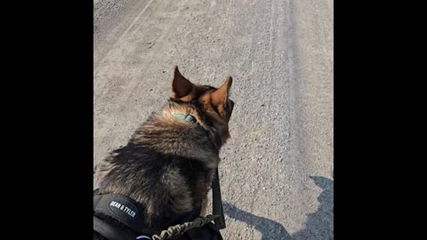 Service dog Virgil.