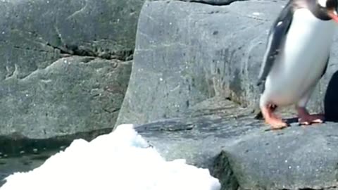 Gentoo Penguins Move Like Underwater Torpedoes