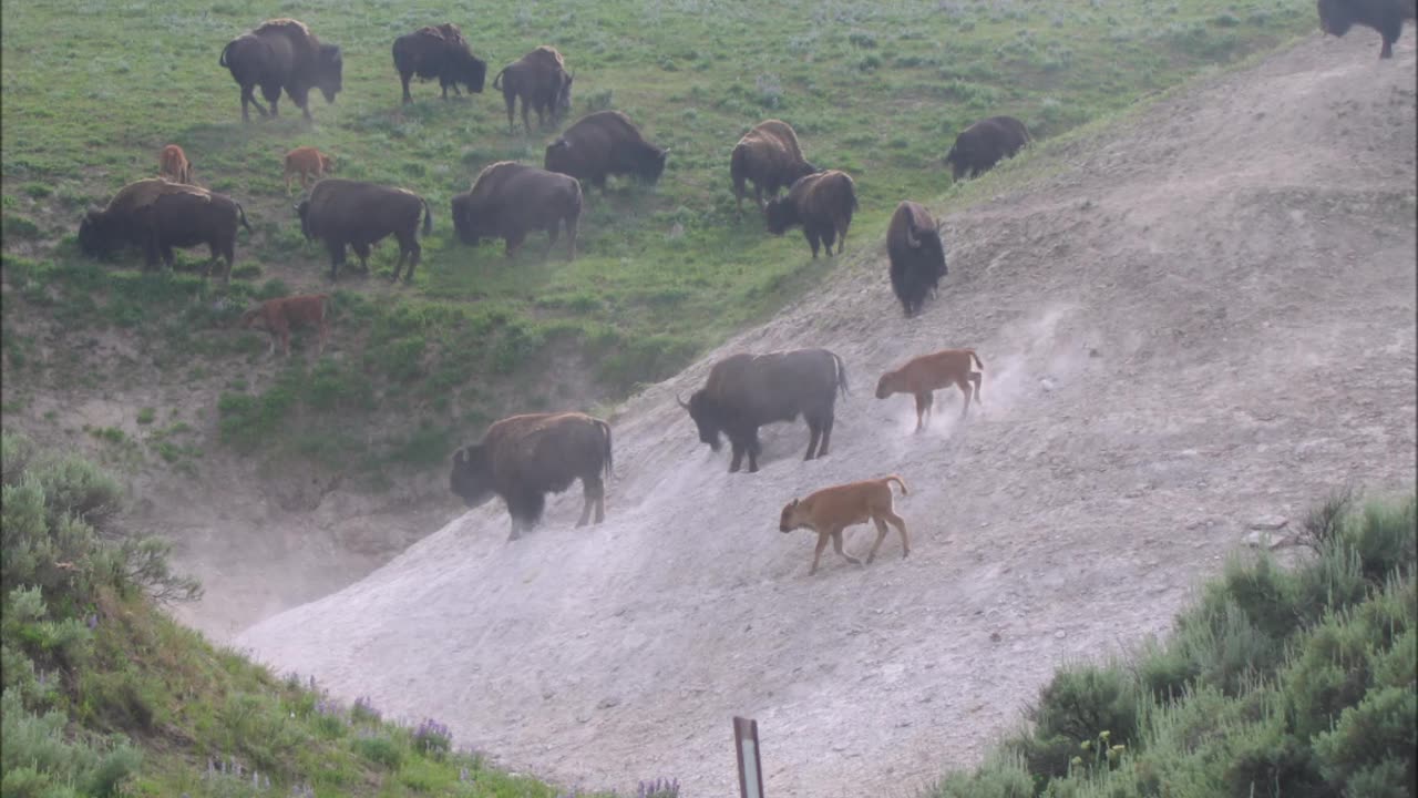 Yellowstone: Where Bison Roam