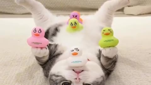 Clown cat