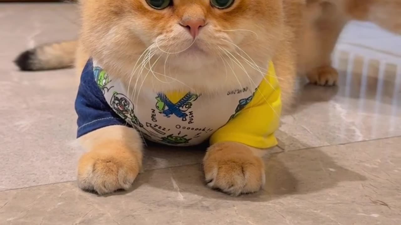 cute two cats #Viral