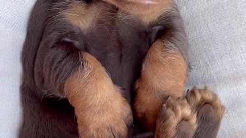 🤣🦻 Ears: 100% Downloaded, Body: 9% Downloaded – Hilarious! | FunFM