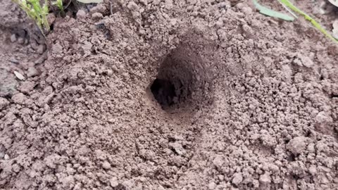 Battle insect - Smart cricket Vs Venomous ants