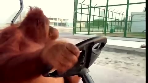 Funny Gorilla Driver