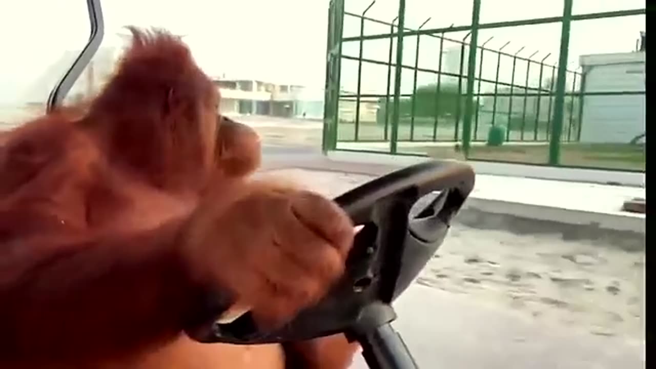 Funny Gorilla Driver