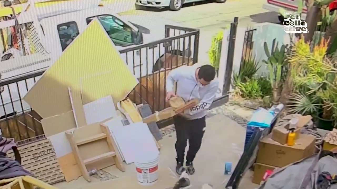 FUNNIEST Pets of 2025...So Far 😂 | BEST Animal Videos Compilation