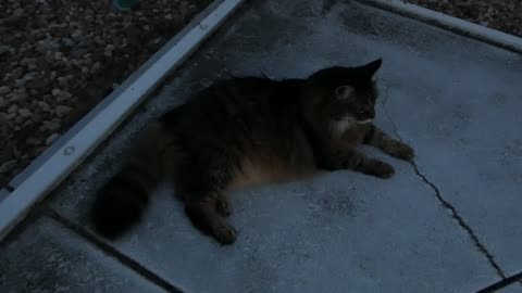 They sure do like these hot balmy evenings during summer