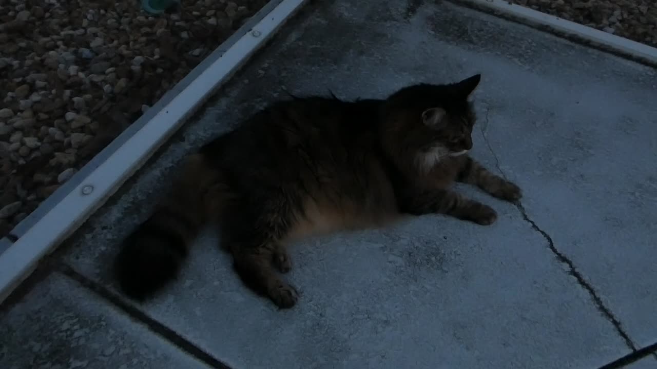 They sure do like these hot balmy evenings during summer