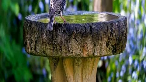 Expert Reveals Best Way to Keep Bird Baths Clean a