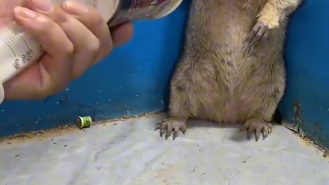 animal cute