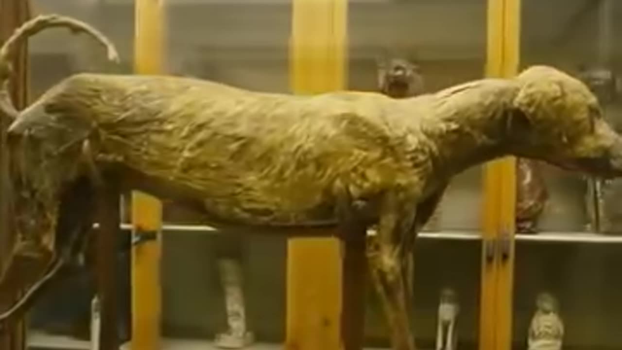 Ancient Arteatfect and Archoelogical History Finds