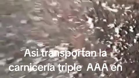 Así transportan carne de CARNICERÍA AAA 🪱