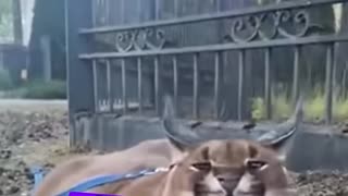 A mountain lion finds a home filled with love ❤️