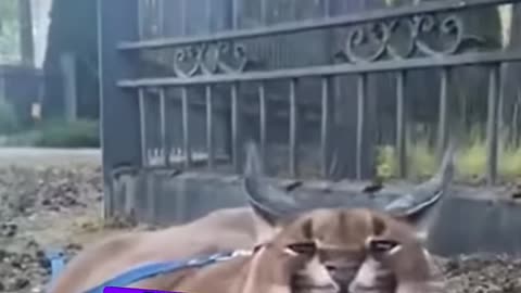 A mountain lion finds a home filled with love ❤️