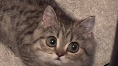 Adorable Kittens Being Purr-fectly Cute! 🐱