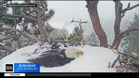 Wildlife officials make grim observations about third eaglet that appears to be missing from nest