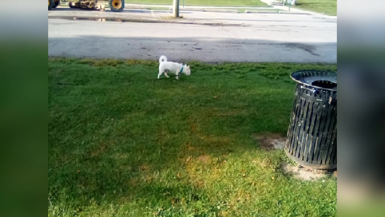 dog