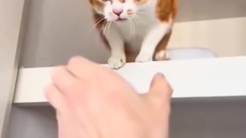 Awesome Cat Moments – Funny, Cute & Totally Purr-fect 😸